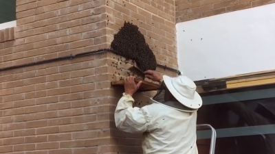 VIDEO Protecci&oacute;n civil y apicultores en resguardo de abejas