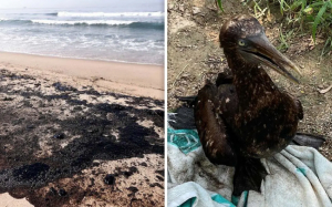 Animales y playas de Oaxaca quedan cubiertos de petr&oacute;leo por derrame de Pemex