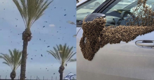 Enjambres masivos cubren el sur de Israel y autoridades piden a la poblaci&oacute;n resguardarse