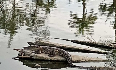 Calculan m&aacute;s de 200 cocodrilos en lagunas de Madero