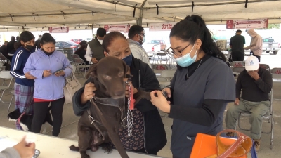 VIDEO Contin&uacute;an apoyos a mascotas con brigadas de salud animal