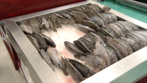 VIDEO Intensifica Coepris verificaciones a ventas de mariscos en Semana mayor