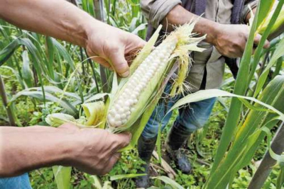 Productores de ma&iacute;z en crisis por costos de los insumos