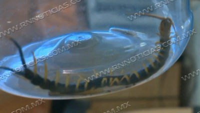 Disminuye presencia de v&iacute;boras, ara&ntilde;as y alacranes por temporada de oto&ntilde;o
