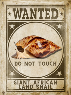 Dictan cuarentena en EU por caracol que es capaz de causar meningitis
