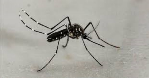 Sube a 529 los casos de dengue en Tamaulipas