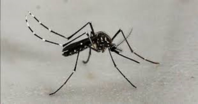 Sube a 529 los casos de dengue en Tamaulipas