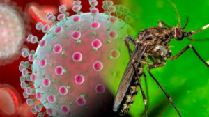 Síntomas y cómo se transmite el virus Oropouche