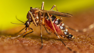Fallece la primera persona por dengue en M&eacute;xico en 2023; van casi mil casos