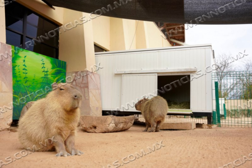 Zoológico De Nuevo Laredo Refuerza Medidas De Protección Animal Ante Bajas Temperaturas