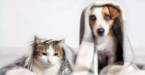 Perros y gatos sufren &lsquo;un infierno&rsquo; por la pirotecnia; as&iacute; los puedes proteger