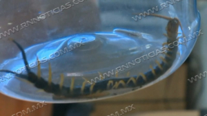 Con el calor incrementar&aacute; aparici&oacute;n de animales ponzo&ntilde;osos