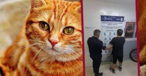 Sujeto mata un gato, lo denuncian y descubren un arsenal en su casa