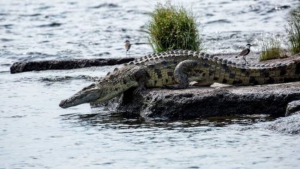 Cocodrilo ataca a ni&ntilde;a en Altamira