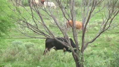 VIDEO Nos ha tocado una can&iacute;cula con lluvias; Ganaderos