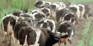 Estados Unidos registra s&eacute;ptimo caso de las vacas locas