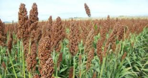 Lluvias no han afectado los campos de sorgo tamaulipecos