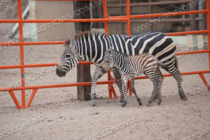 NACE CRÍA DE CEBRA EN EL ZOOLÓGICO Y ACUARIO DE NUEVO LAREDO