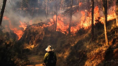 Incendios forestales devastan 28 mil hect&aacute;reas en Tamaulipas