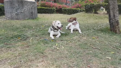 Piden proteger a mascotas de altas temperaturas