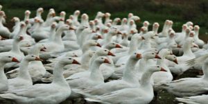 Extra&ntilde;a enfermedad mata miles de aves en Chile