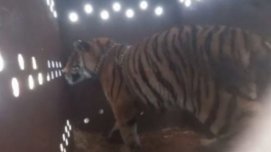 Tras persecuci&oacute;n, criminales abandonan camiones, armas &hellip;&iexcl;Y un tigre!