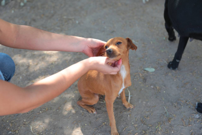 HABR&Aacute; SEGUNDA FERIA DE LA ADOPCI&Oacute;N DEL REFUGIO ANIMAL