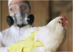 Detectan primer caso humano de influenza aviar AH5N1 en Latinoam&eacute;rica
