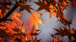 &iquest;Cu&aacute;ndo llega el oto&ntilde;o a M&eacute;xico?