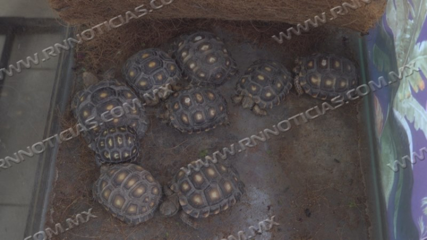 Zoológico de Nuevo Laredo impulsa programa permanente para salvar a la tortuga terrestre