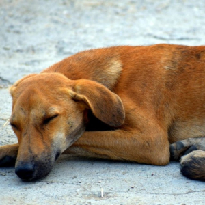 Hombre ataca a balazos a su perro por que se comi&oacute; un pedazo de carne