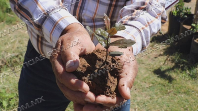 Plantan 50 &aacute;rboles municipio y CFE para cuidado del medio ambiente