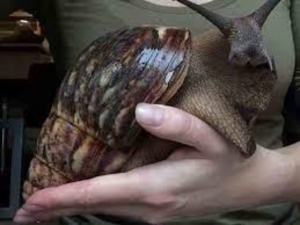 Este es el caracol gigante africano, molusco invasor que escupe par&aacute;sitos y podr&iacute;a infectar a humanos