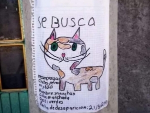 Niñas buscan a su gatita; dan cheetos, refresco y $20 de recompensa