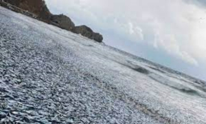 Aparecen miles de peces muertos en costas de Jap&oacute;n