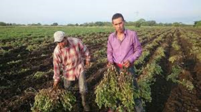 La Sequ&iacute;a tumba la producci&oacute;n de cacahuate en Tamaulipas