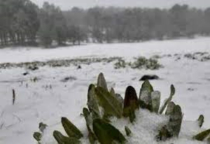 Se prev&eacute; ca&iacute;da de nieve o aguanieve en estos estados; incluido Tamaulipas