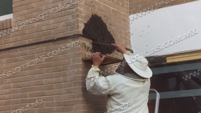 Protecci&oacute;n Civil de Nuevo Laredo supera los 320 rescates de enjambres de abejas en 2026