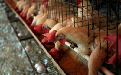 Tamaulipas sigue libre de gripe aviar