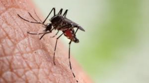 Sigue atacando el dengue, no da tregua