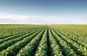 Tamaulipas pierde 28 mil hect&aacute;reas de soya por la falta de lluvias