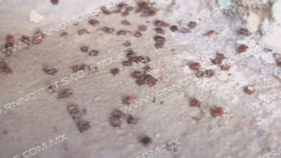 Continúa problemática de garrapatas; no hay casos de rickttesia