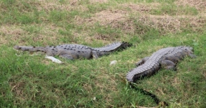 Buscarán reubicar cocodrilos para prevenir ataques