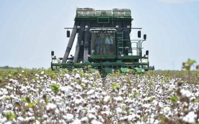Ya inició la cosecha de algodón en Tamaulipas