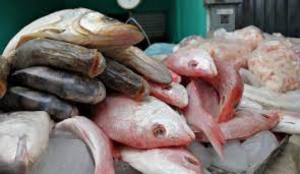 Reportan Escasez de Tilapia en Laguna de Champay&aacute;n
