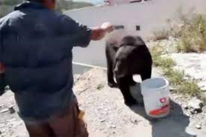 Osos “le vuelan” el agua y el almuerzo a albañiles