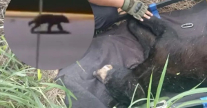 Capturan a oso que rondaba en plaza comercial de San Pedro, Nuevo León