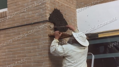 Aumenta aparici&oacute;n de abejas por calor en Nuevo Laredo