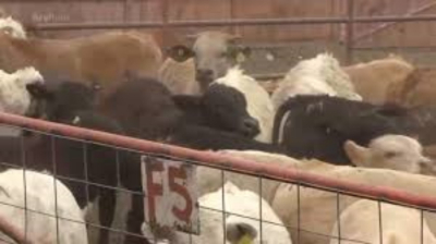 Cierran frontera de EU a ganado por gusano barrenador