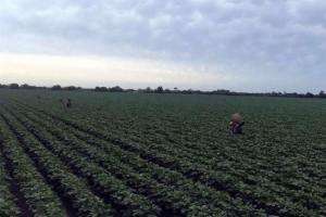 Lluvias permitir&aacute;n siembra de ma&iacute;z y sorgo en 750 mil hect&aacute;reas de Tamaulipas